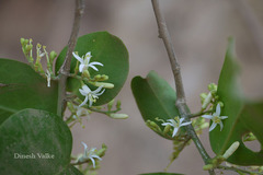 Olax imbricata